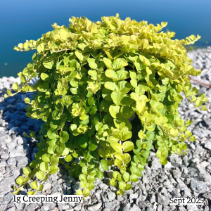 September 2025 1g Creeping Jenny Single Website